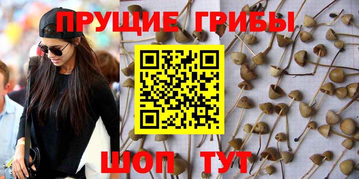 Псилоцибиновые грибы GOLDEN TEACHER  Вход с VPN  что такое наркотик  Хасавюрт  Псилоцибиновые грибы прущие грибы 